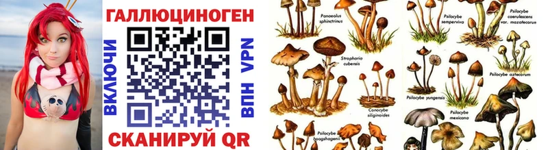 Купить где  Холм  Псилоцибиновые грибы GOLDEN TEACHER 